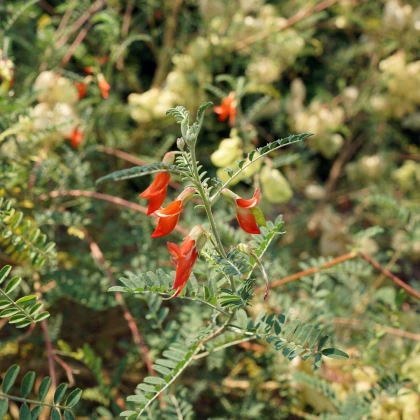 Africká bylina - Sutherlandia frutescens - semena africké byliny - 4 ks
