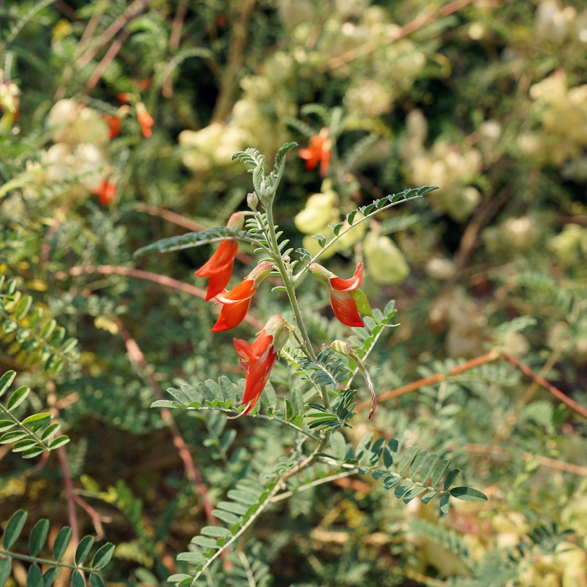 Africká bylina - Sutherlandia frutescens - semena africké byliny - 4 ks