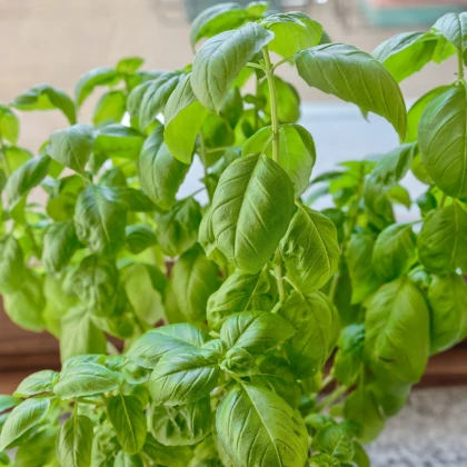 Bazalka pravá - Ocimum basilicum - semena bazalky - 200 ks