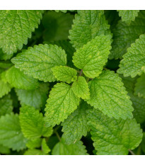 Meduňka - Melissa officinalis - semena meduňky - 300 ks