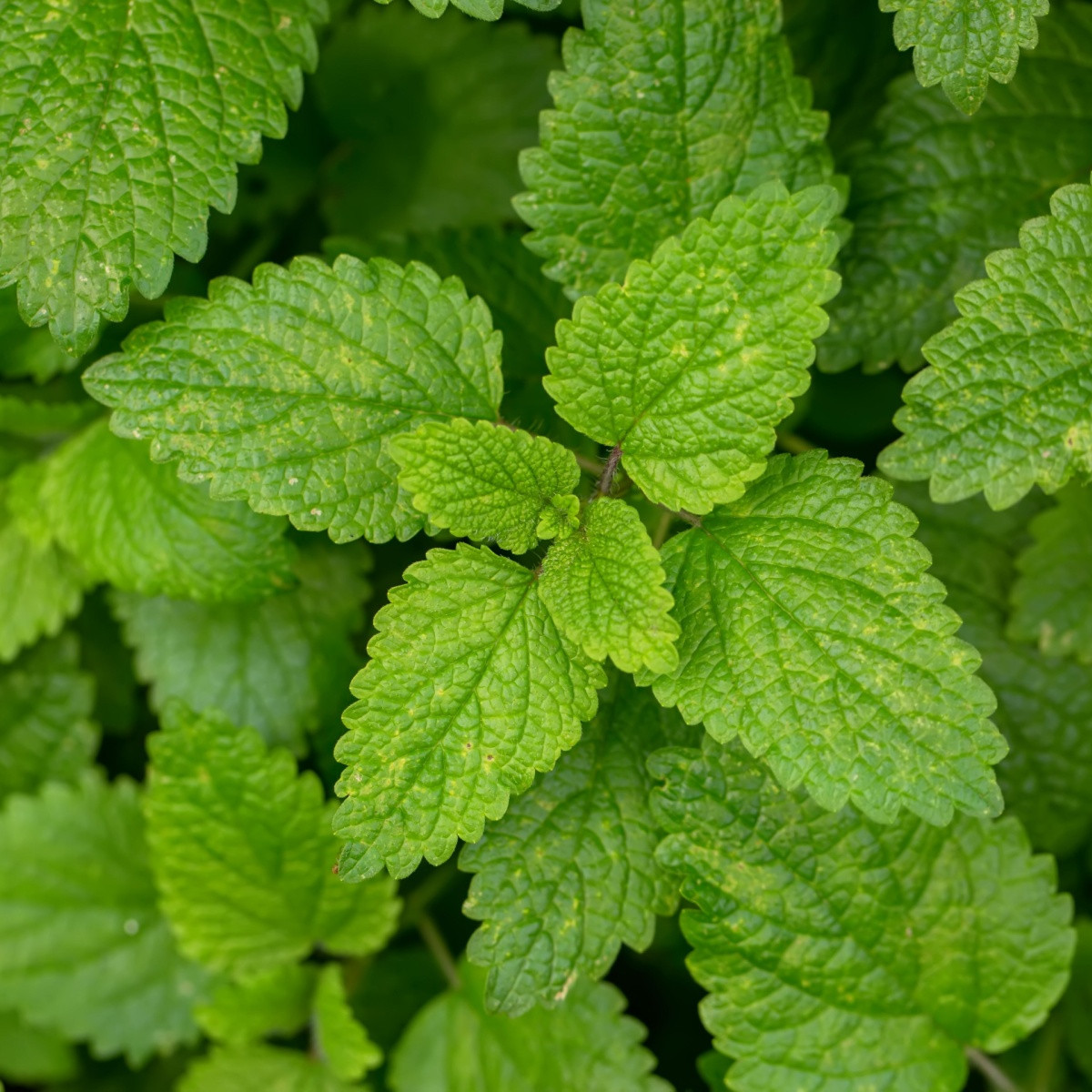 Meduňka - Melissa officinalis - semena meduňky - 300 ks