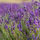 Levandule lékařská - Lavandula angustifolia - semena levandule - 130 ks