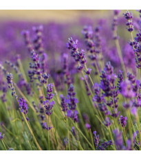 Levandule lékařská - Lavandula angustifolia - semena levandule - 130 ks