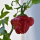 Chilli Jamaican Hot Red - Capsicum annuum - semena chilli - 6 ks