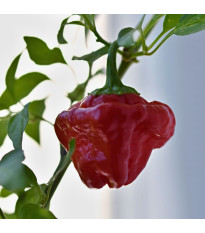 Chilli Jamaican Hot Red - Capsicum annuum - semena chilli - 6 ks