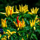 Chilli Tabasco - Capsicum frutescens - semena chilli - 7 ks