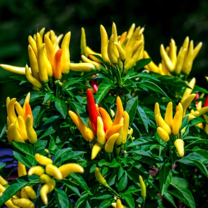 Chilli Tabasco - Capsicum frutescens - semena chilli - 7 ks