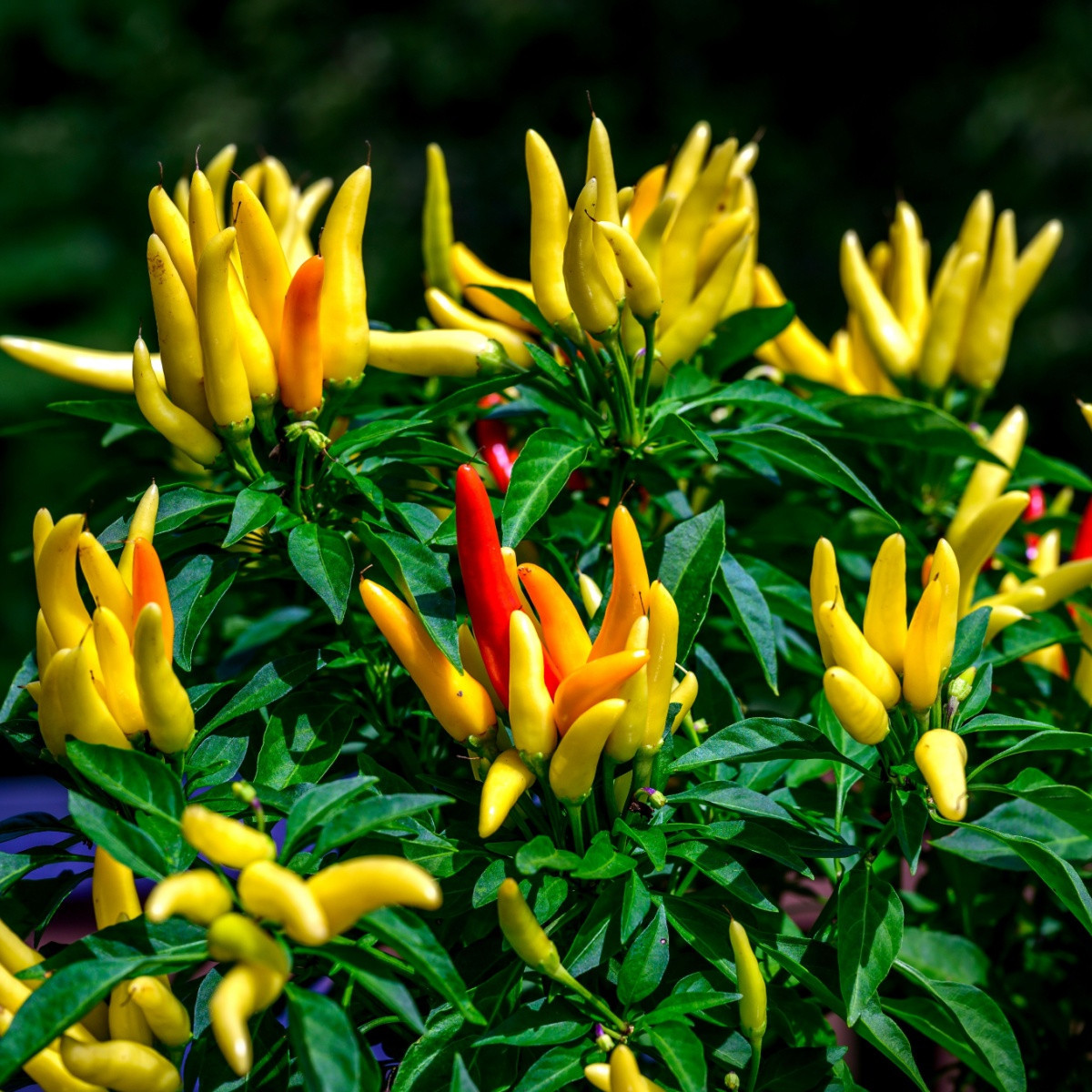 Chilli Tabasco - Capsicum frutescens - semena chilli - 7 ks