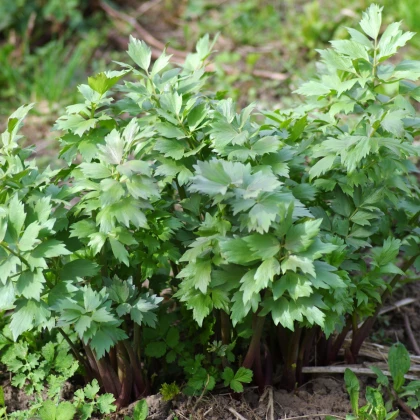Libeček lékařský - Levisticum officinale - semena libečku - 115 ks