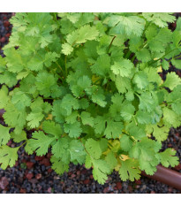 Koriandr setý - Coriandrum sativum - semena koriandru - 100 ks