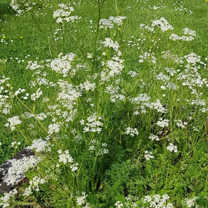 Kmín kořenný - Carum carvi - semena kmínu - 400 ks