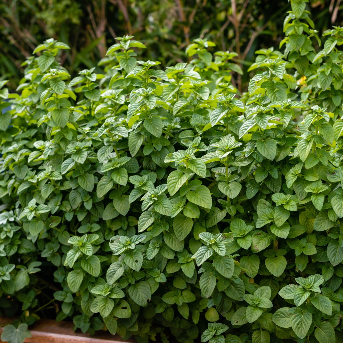 Máta peprná - Mentha piperita - semena máty - 500 ks