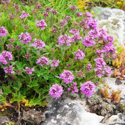 Mateřídouška - Thymus serpyllum - semena mateřídoušky - 500ks