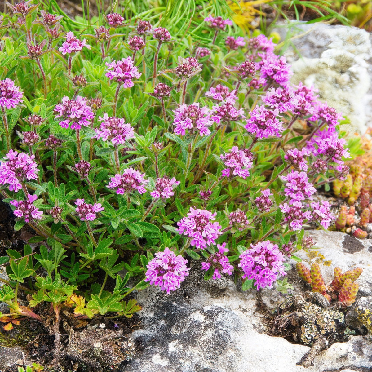 Mateřídouška - Thymus serpyllum - semena mateřídoušky - 500ks