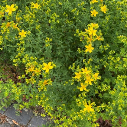 Třezalka tečkovaná - Hypericum perforatum - semena třezalky - 300 ks