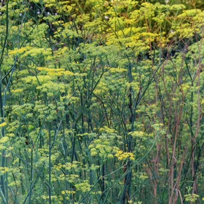 Anýz - Pimpinella anisum - semena anýzu - 250 ks