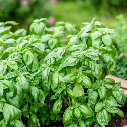 Bazalka pravá balkónová - Ocimum basilicum - semena bazalky - 200 ks