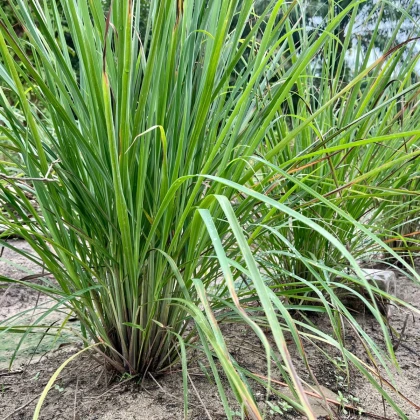 Citronová tráva - Cymbopogon citratus - semena citrónové trávy - 20 ks