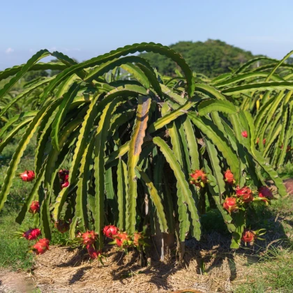 Pithaya - Dračí ovoce - Hylocereus undatus - semena pithayi - 4 ks