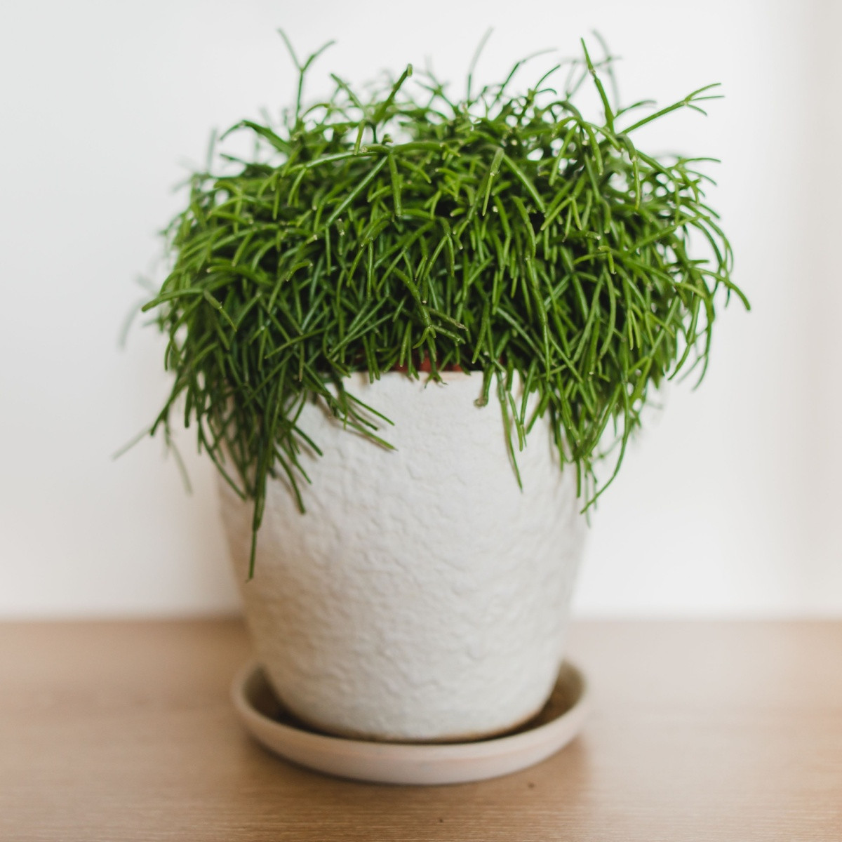 Velikonoční kaktus - Rhipsalis - semena kaktusu - 5 ks