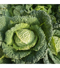 Kapusta hlávková Verita F1 - Brassica oleracea var. sabauda - semena kapusty - 110 ks
