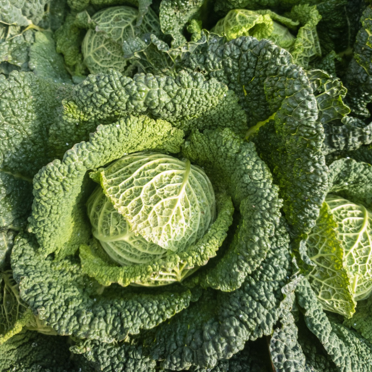 Kapusta hlávková Verita F1 - Brassica oleracea var. sabauda - semena kapusty - 110 ks