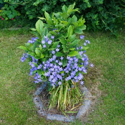 Brodie Queen Fabiola - Brodiaea laxa - cibule brodie - 3 ks