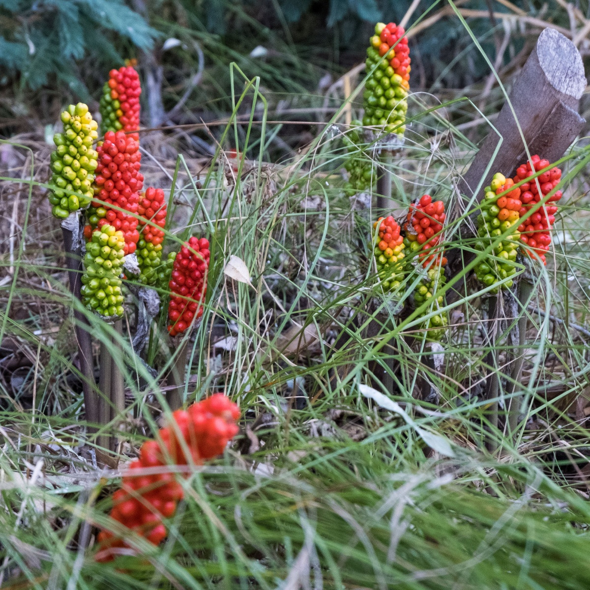 Áron červený - Arum italicum - hlízy áronu - 2 ks