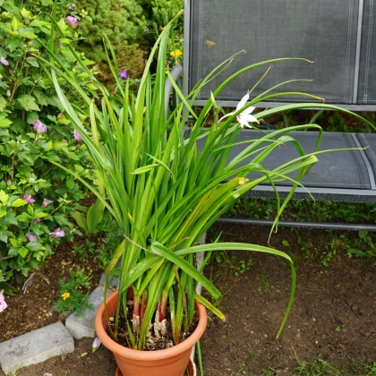 Acidanthera - Acidanthera - hlízy acidanthery - 4 ks