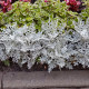 Tengeri cineraria – Cineraria maritima – cineraria magok – 300 db