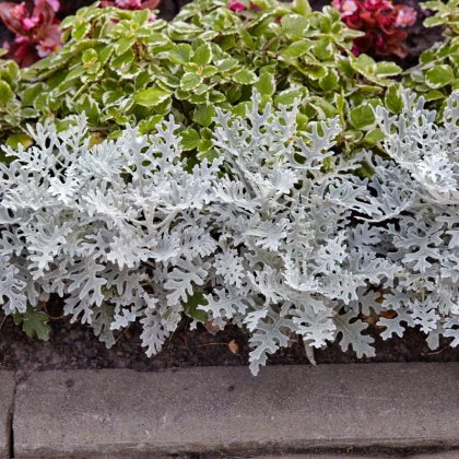 Tengeri cineraria – Cineraria maritima – cineraria magok – 300 db