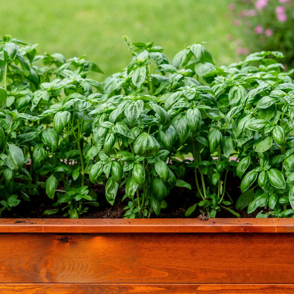 Bazalka trpasličí pravá - Ocimum basilicum - semena bazalky - 100 ks