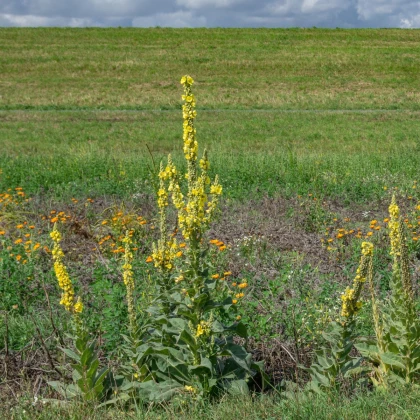 Divizna velkokvětá - Verbascum densiflorum - semena divizny - 300 ks