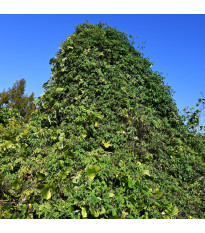 Chmel japonský - Humulus japonicus - semena chmelu - 7 ks