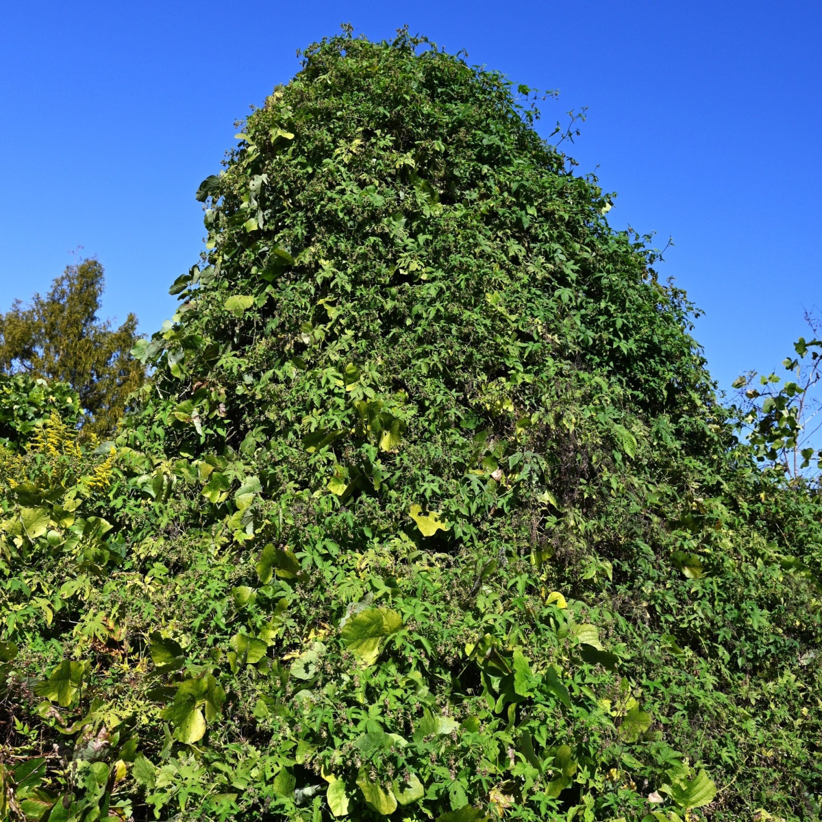 Chmel japonský - Humulus japonicus - semena chmelu - 7 ks
