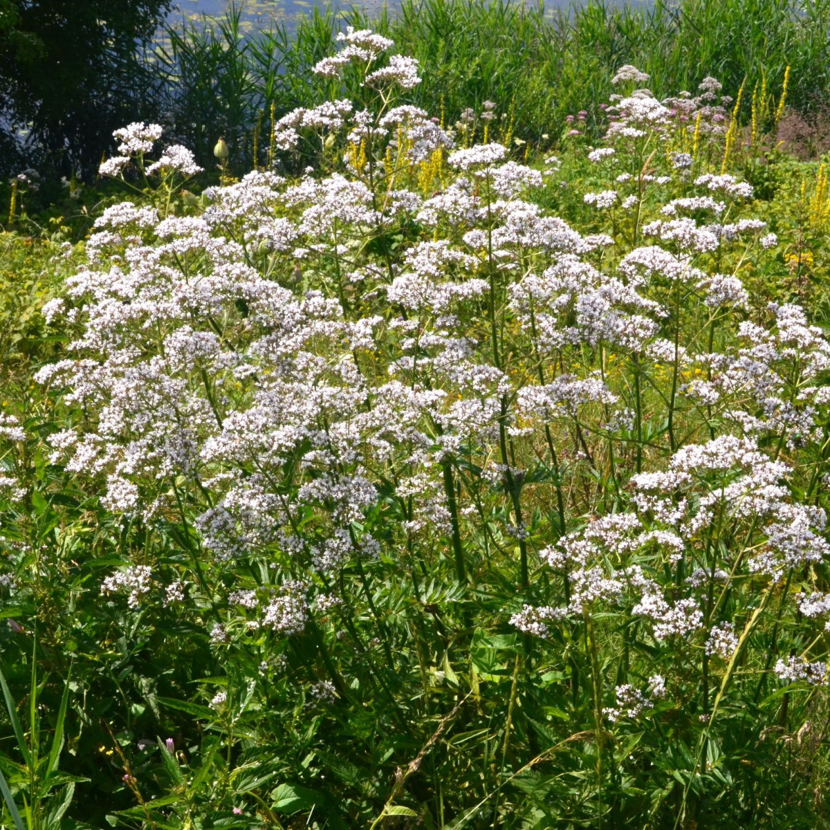 Kozlík lékařský - Valeriana officinalis - semena kozlíku - 150 ks