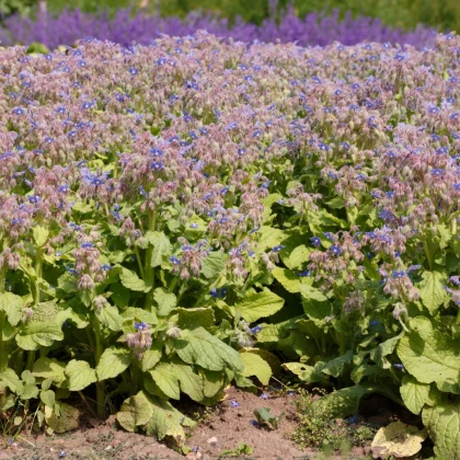 Brutnák lékařský - Borago officinalis - semena brutnáku - 20 ks