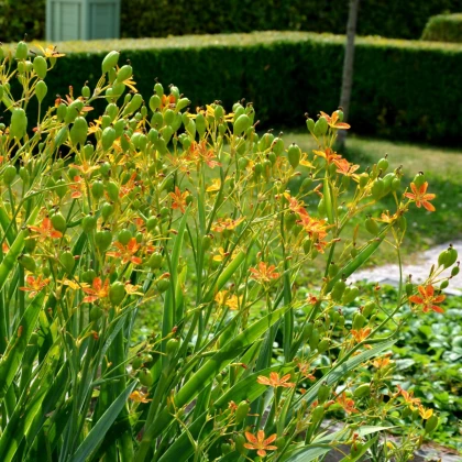 Angínovník čínský - Iris domestica - semena angínovníku - 5 ks