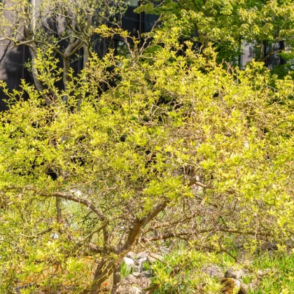 Citronečník trojlistý - Citrus trifoliata - semena citronečníku - 4 ks