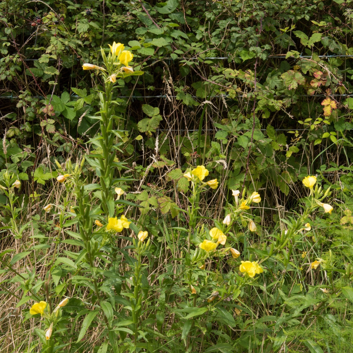 Pupalka dvouletá - Oenothera biennis - semena pupalky - 150 ks