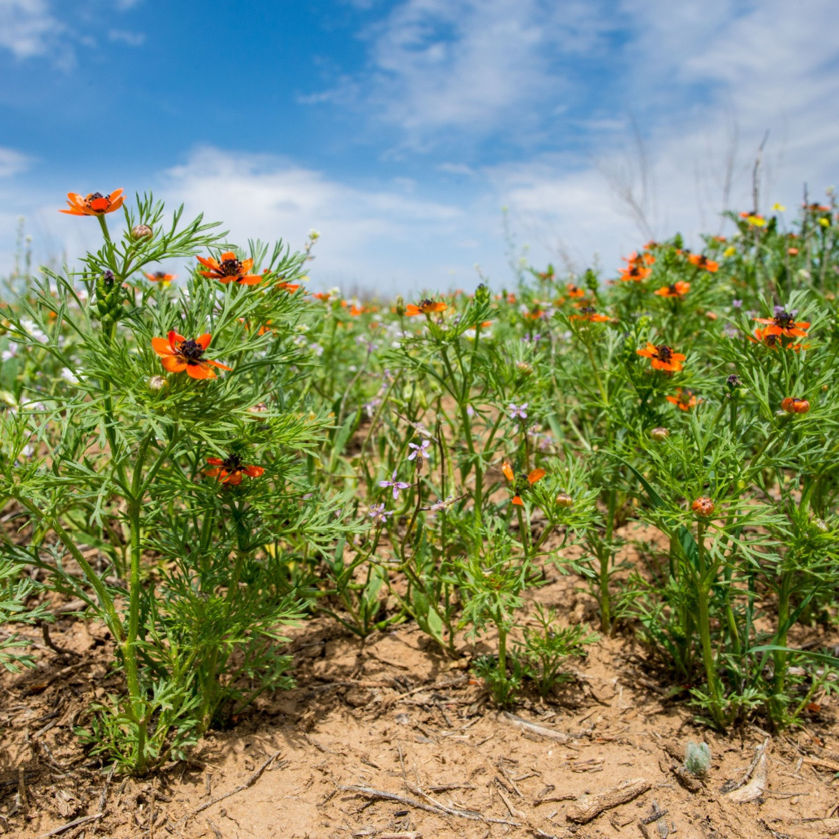 Hlaváček letní - Adonis aestivalis - semena hlaváčku - 80 ks