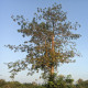 Vlnovec pětimužný - Ceiba pentandra - semena vlnovce - 10 ks