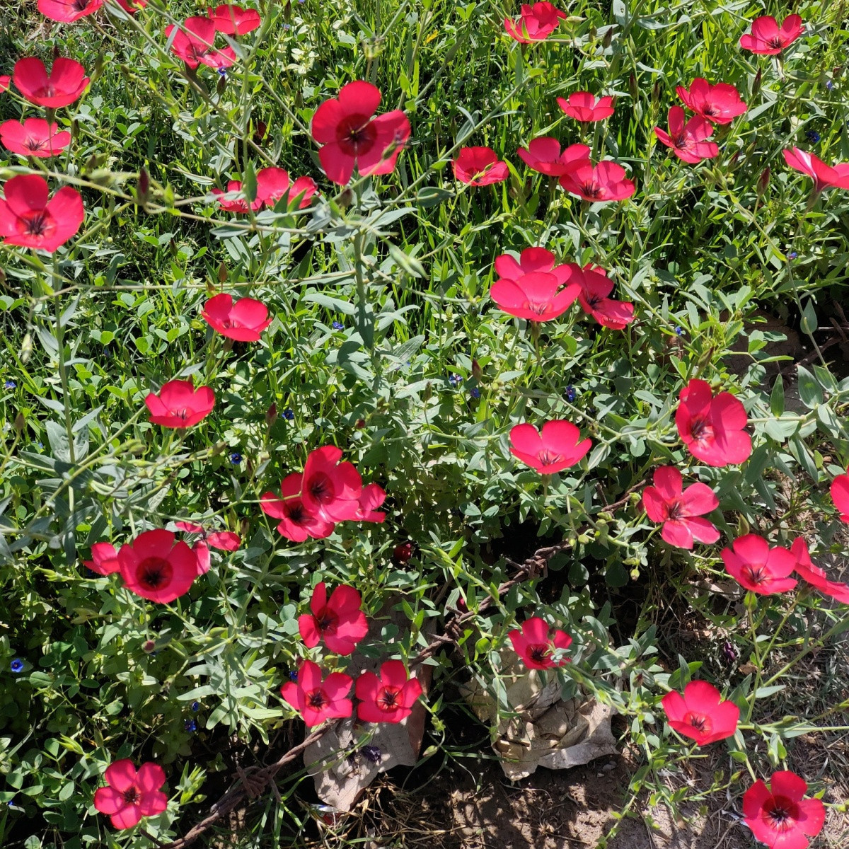 Len velkokvětý červený - Linum grandiflorum - semena lnu - 140 ks