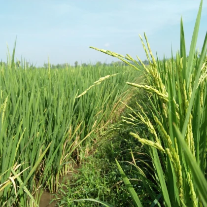 Rýže setá - Oryza sativa - semena rýže - 12 ks