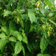 Illatos kananga – Cananga odorata – kananga magok – 8 db