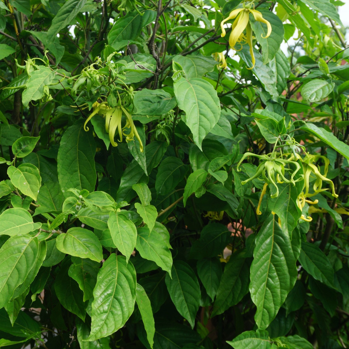 Kananga vonná - Cananga odorata - semena kanangy - 4 ks