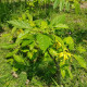 Illatos kananga – Cananga odorata – kananga magok – 8 db