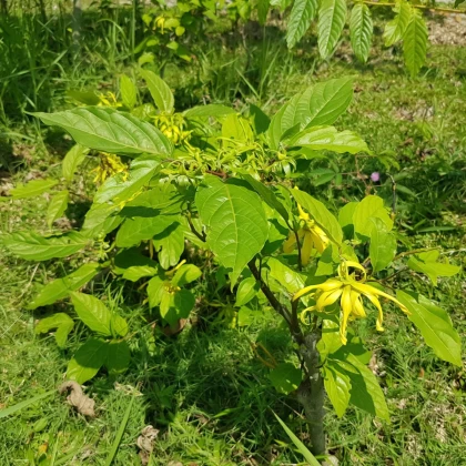 Kananga vonná - Cananga odorata - semena kanangy - 4 ks
