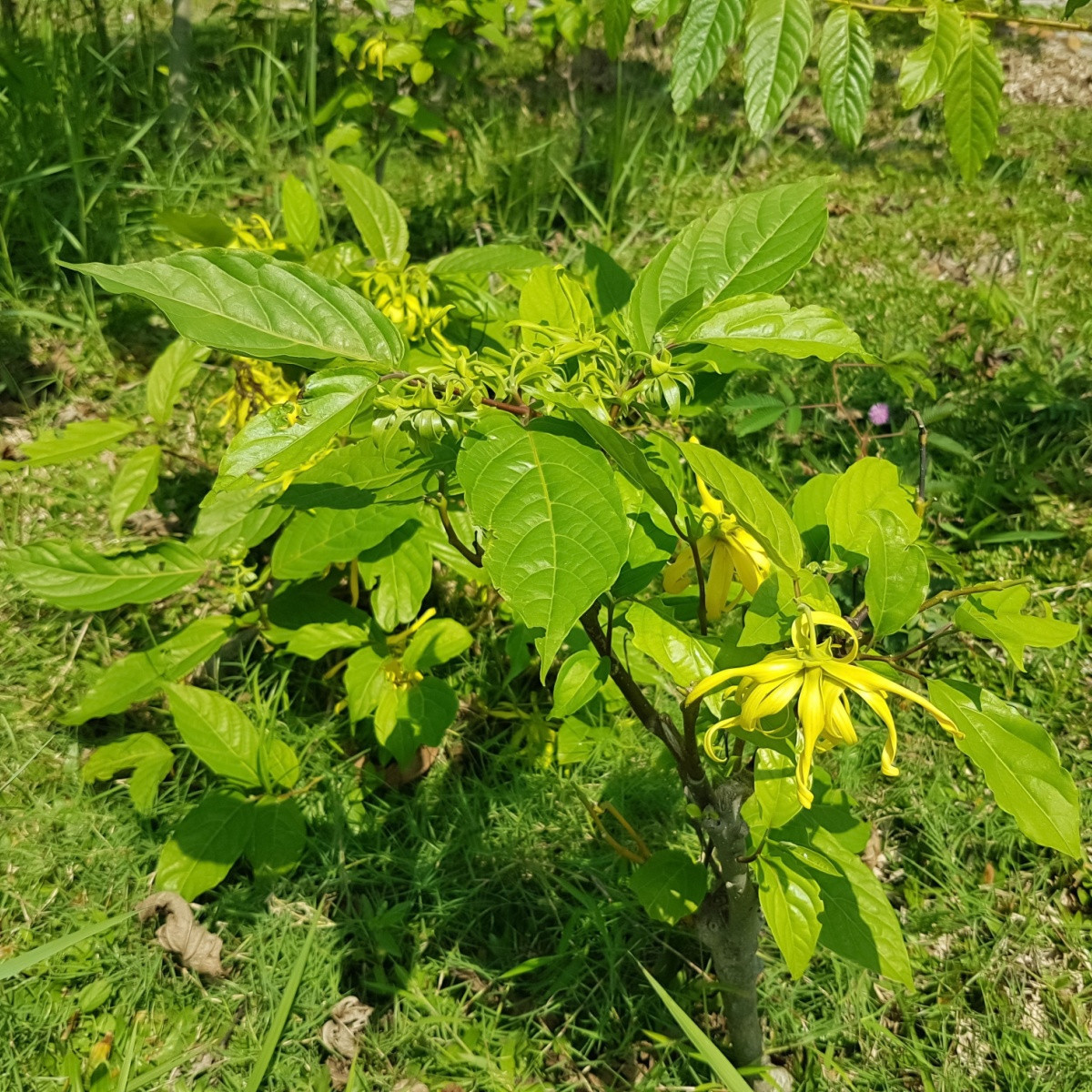 Illatos kananga – Cananga odorata – kananga magok – 8 db