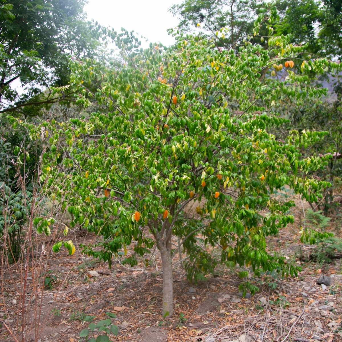 Karambola - Čínská hvězdice - Averrhoa carambola - semena karamboly - 5 ks